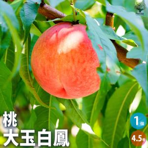 桃 大紅ばんとう（蟠桃）5号ポット｜果樹04-PA : 赤塚植物園ヤフー店