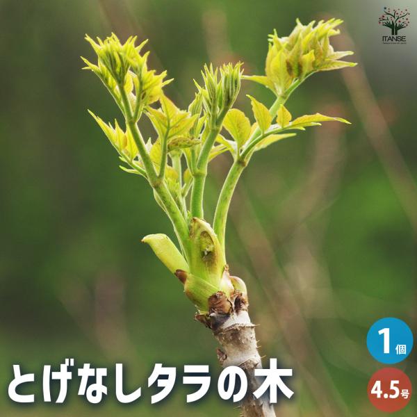 とげなしタラの木 果樹の苗木 4.5号ポット/1個売り 野菜の苗 苗木 トゲ 少ない 家庭栽培 新芽...