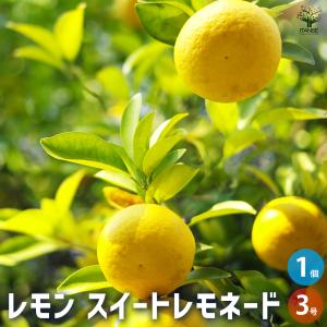 レモンの木 スイートレモネード 2年生 接木苗 : 苗木部 花ひろば