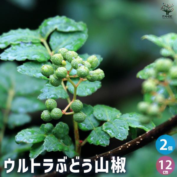 山椒の苗木 ウルトラぶどう山椒 果樹の苗木 12cmポット/お買い得2個セット 果樹苗 果樹 果物 ...