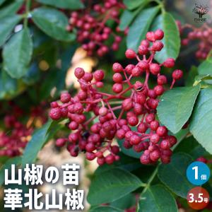 華北山椒　苗木　超大苗　ガーデン　ガーデニング 山椒の苗木 華北山椒 果樹の苗 3.5号鉢/お買い得2個セット 山椒苗 さん