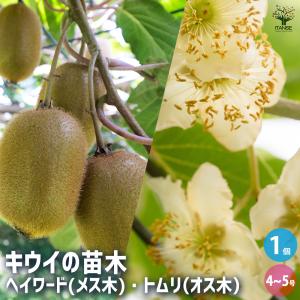 キウイ 苗木「ゴールデンキング」15cmポット（オス・メス 2個セット