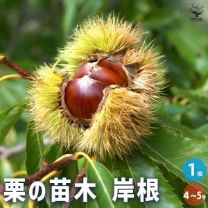 ハケア ラウリナ(ピンクッション) 花木苗 4.5号/1個売り オージー
