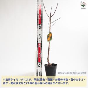 あんずの苗木 ゴールドコット 果樹の苗木 4号...の詳細画像1