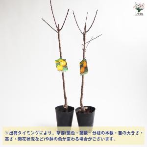 あんずの苗木 ゴールドコット 果樹の苗木 4号...の詳細画像2