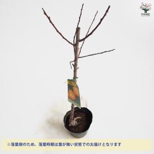 あんずの苗木 ゴールドコット 果樹の苗木 4号...の詳細画像3