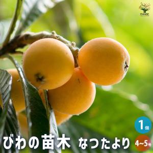 枇杷(びわ)の苗木 なつたより 果樹の苗木 4号/1個売り ビワ苗 ビワの苗 ビワの苗木 ビワ苗木 枇杷苗 枇杷苗木 びわ苗 びわの苗
