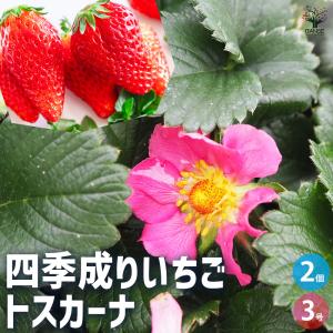 ITANSE ワイルドストロベリーの苗 ゴールデンアレキサンドリア ハーブ