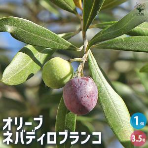 オリーブ ネバディロブランコ 果樹の苗 3.5号/1個売り オリーブの実