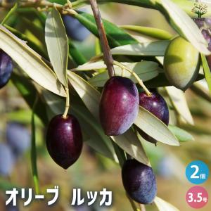 オリーブ シプレッシーノ 果樹の苗木 5号/1個売り オリーブの実 植木