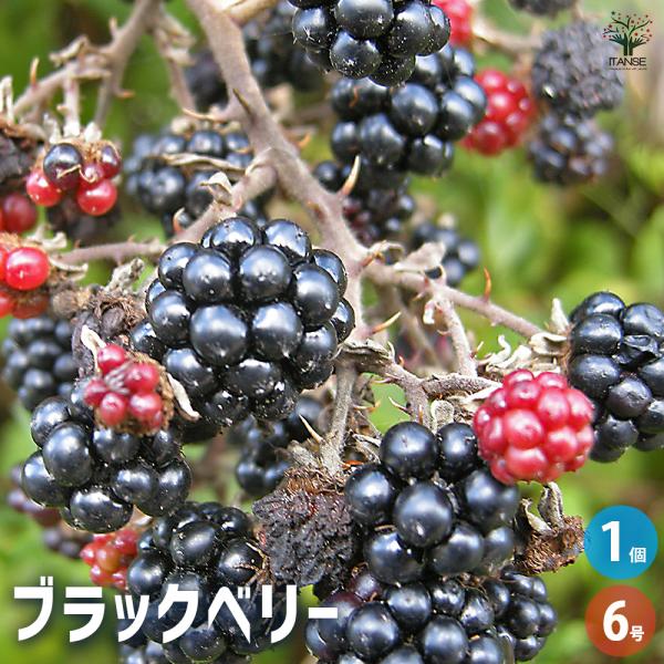 ブラックベリーの苗木 果樹の苗木 6号/1個売り 果樹の苗木 果樹苗 ブラックベリー 苗木 キイチゴ...