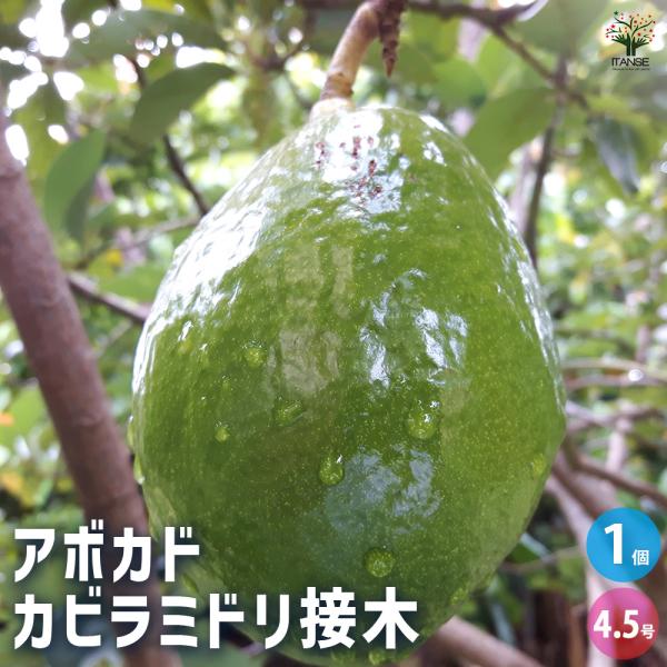 アボカド カビラミドリ 果樹の苗木 4.5号 接木苗/1個売り  アボガド 果樹苗 ワニナシ 鰐梨 ...