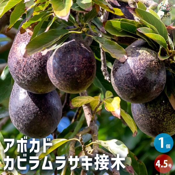 アボカド カビラムラサキ 果樹の苗木 4.5号 接木苗/1個売り  アボガド 果樹苗 ワニナシ 鰐梨...