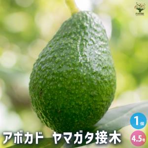 アボカド ヤマガタ 果樹の苗木 4.5号 接木苗/1個売り アボガド 果樹苗 ワニナシ 鰐梨 森のバター 果物 サラダの商品画像