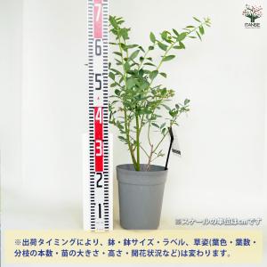 ブルーベリー ミスティ 果樹の苗木 6号/1個...の詳細画像1