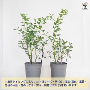 ブルーベリー ミスティ 果樹の苗木 6号/1個...の詳細画像2