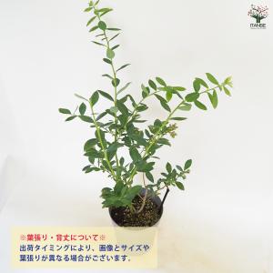 ブルーベリー ミスティ 果樹の苗木 6号/1個...の詳細画像3