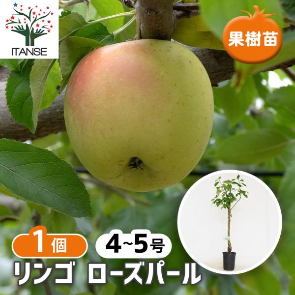 りんごの苗木 ローズパール 果樹の苗木 4.5号/1個売り 果樹苗 果樹の苗 林檎 りんごの苗 アッ...