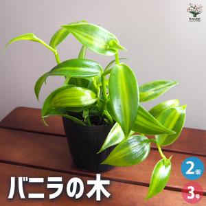 お得なバニラの木・バニラビーンズ苗木／バニラ・プラニフォリア