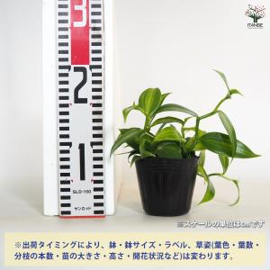 バニラの木 果樹の苗 3号/お買い得4個セット...の詳細画像1