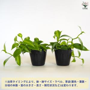 バニラの木 果樹の苗 3号/お買い得4個セット...の詳細画像2