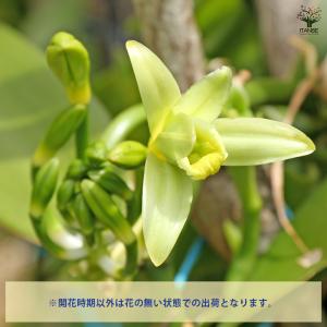 バニラの木 果樹の苗 3号/お買い得4個セット...の詳細画像3