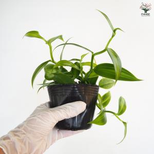 バニラの木 果樹の苗 3号/お買い得4個セット...の詳細画像5