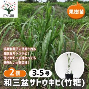 和三盆 サトウキビ （ 竹糖 ） 10.5cmポット苗 : 花と緑の専門店 土っ