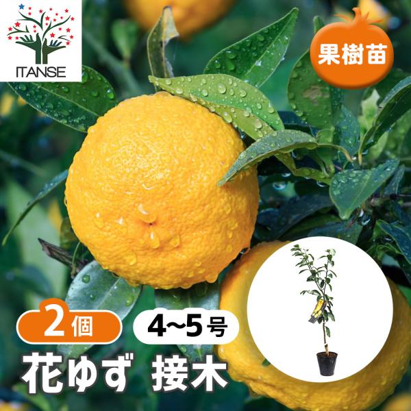 ITANSE 柚子苗 花ゆず 2年生 接木苗 15cmポット 苗木  柑橘類 ゆず ユズ 送料無料 ...