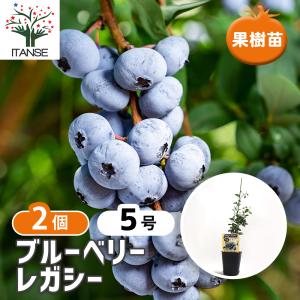 ブルーベリー　木　果樹　木　5年、3年 ブルーベリー レガシー 果樹の苗木 5号ポット/1個売り 果樹 果樹苗