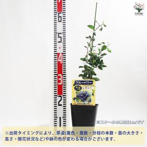ブルーベリー レガシー 果樹の苗木 5号ポット...の詳細画像1
