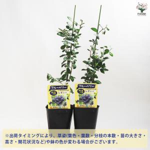 ブルーベリー レガシー 果樹の苗木 5号ポット...の詳細画像2