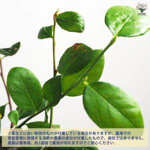 ブルーベリー レガシー 果樹の苗木 5号ポット...の詳細画像3