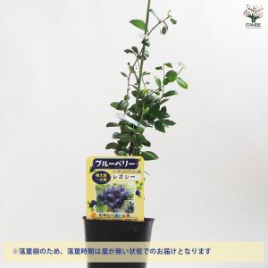 ブルーベリー レガシー 果樹の苗木 5号ポット...の詳細画像4