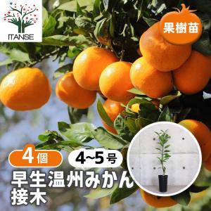 ITANSE みかん苗 せとか 2年生 接木苗 15cmポット 苗木 1個 柑橘類