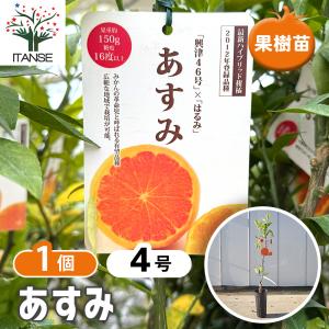 みかんの苗木 せとか【果樹苗 2年生 接木苗15cmポット／1個