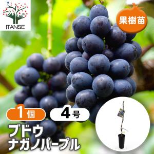 ぶどうの苗 ナガノパープル 果樹の苗木 4号/1個売り ぶどう苗 ブドウ苗 葡萄苗 ぶどうの苗木 果樹苗 果樹 果物 くだもの 栽培 ガーデニング