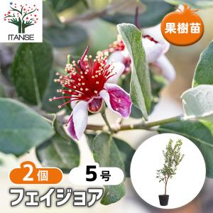 フェイジョア 果樹の苗木 5号/お買い得2個セット 果樹苗 果樹の木 フルーツ 熱帯