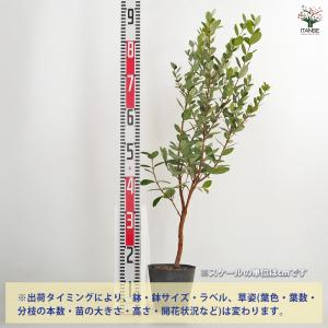 フェイジョア 果樹の苗木 5号/お買い得2個セ...の詳細画像1