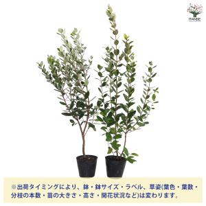 フェイジョア 果樹の苗木 5号/お買い得2個セ...の詳細画像2