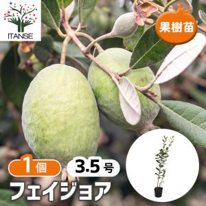 フェイジョア 果樹の苗 3.5号/1個売り 果樹苗 果樹の苗木 果樹の木 フルーツ 熱帯
