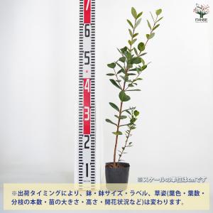 フェイジョア 果樹の苗 3.5号/1個売り 果...の詳細画像1