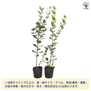 フェイジョア 果樹の苗 3.5号/1個売り 果...の詳細画像2