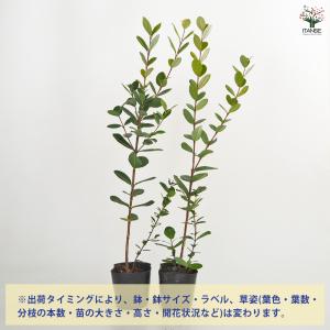 フェイジョア 果樹の苗 3.5号/1個売り 果...の詳細画像2