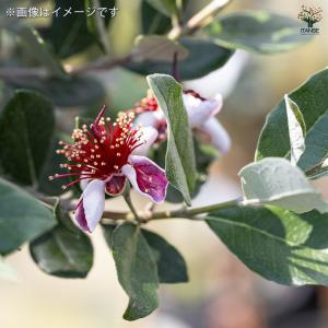 フェイジョア 果樹の苗 3.5号/1個売り 果...の詳細画像4