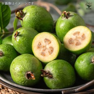 フェイジョア 果樹の苗 3.5号/1個売り 果...の詳細画像5