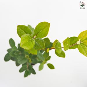 フェイジョア 果樹の苗 3.5号/1個売り 果...の詳細画像5