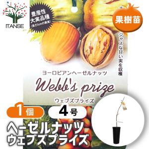果樹苗 ヘーゼルナッツセット 2種2株 : 花と緑 国華園 - 通販 - Yahoo