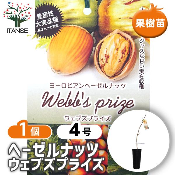 ヘーゼルナッツの苗木 ウェブズプライズ 果樹の苗木 4号/1個売り ヘーゼルナッツ苗 ヘーゼルナッツ...