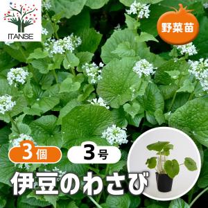 伊豆のわさび 野菜の苗 3号/お買い得3個セット 香辛料 ワサビ わさび 山葵 和佐比 練りわさび 醤油漬け 栽培 採取 収穫 料理 クッキング
